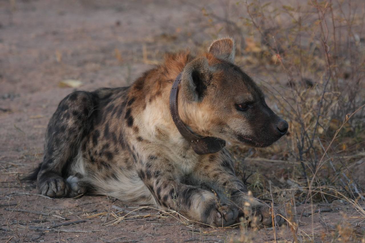 [3454] 2016_06_22_12_09_15_Africa_Canon_EOS_40D_IMG__08268.jpg