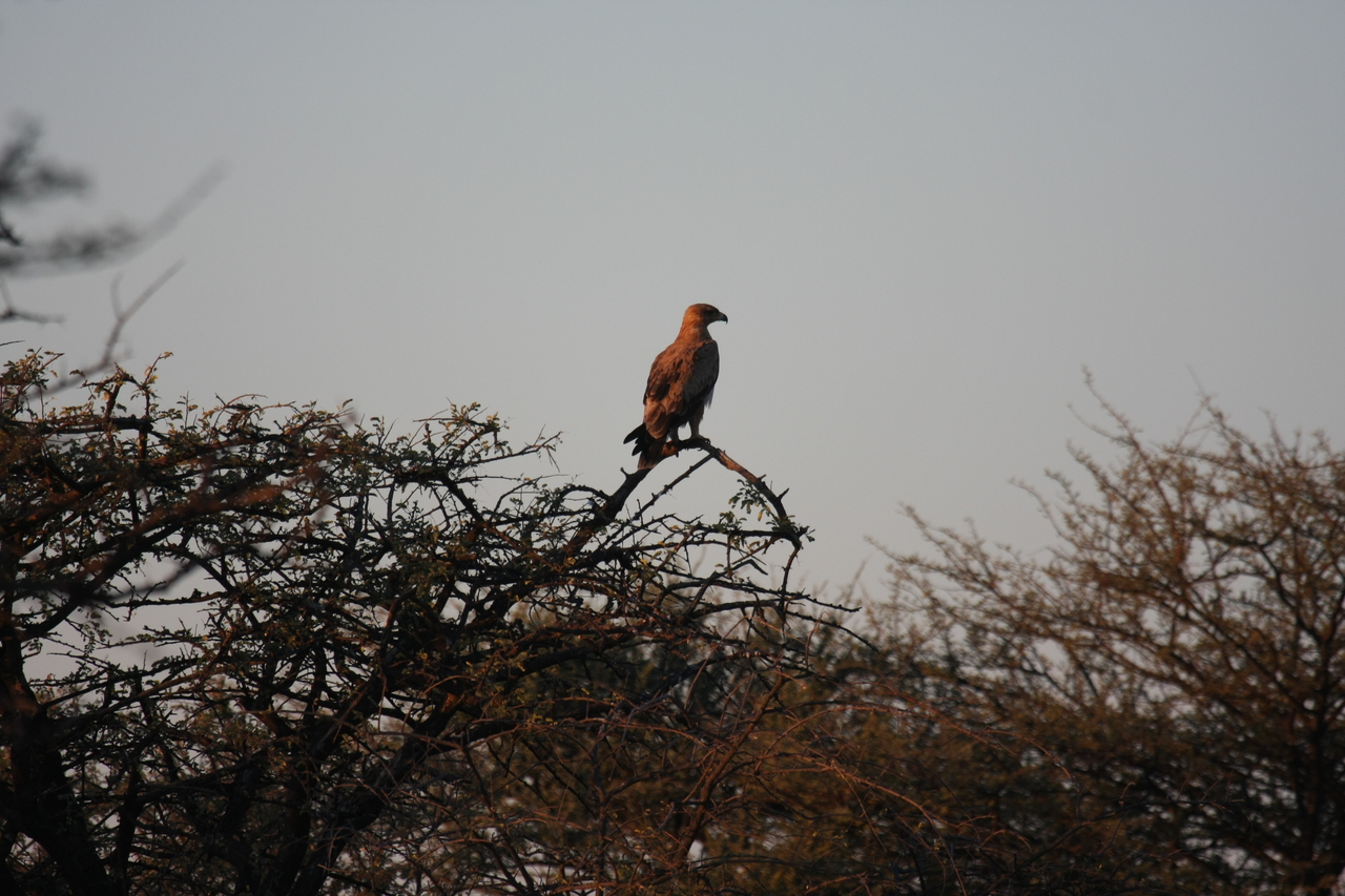 [3462] 2016_06_22_12_09_27_Africa_Canon_EOS_40D_IMG__08270.jpg