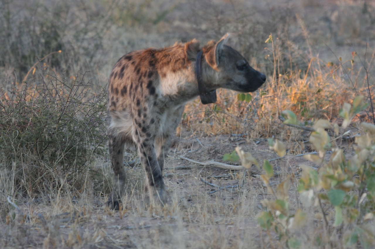 [3483] 2016_06_22_12_11_05_Africa_Canon_EOS_40D_IMG__08275.jpg