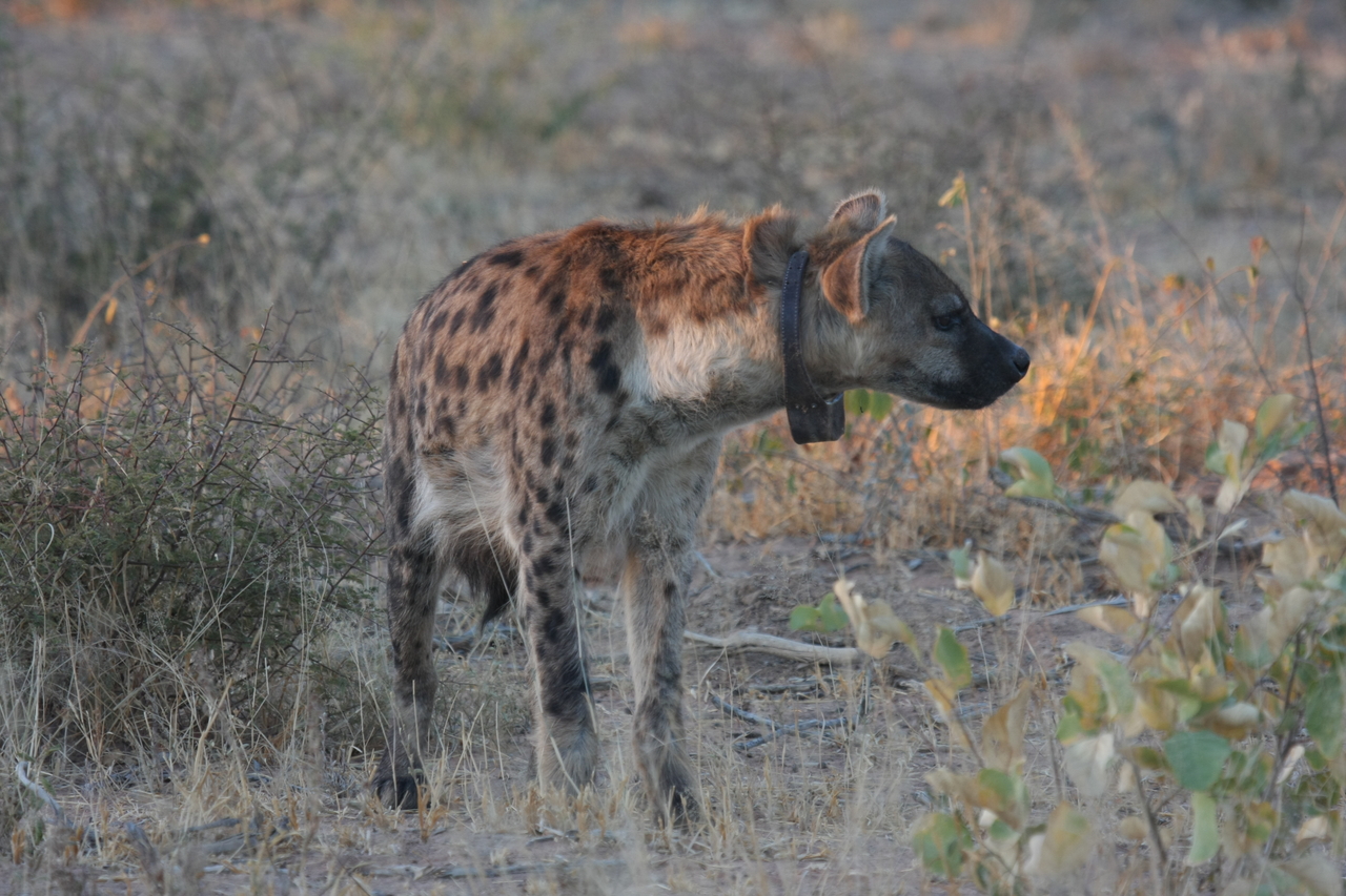 [3486] 2016_06_22_12_11_08_Africa_Canon_EOS_40D_IMG__00829.jpg