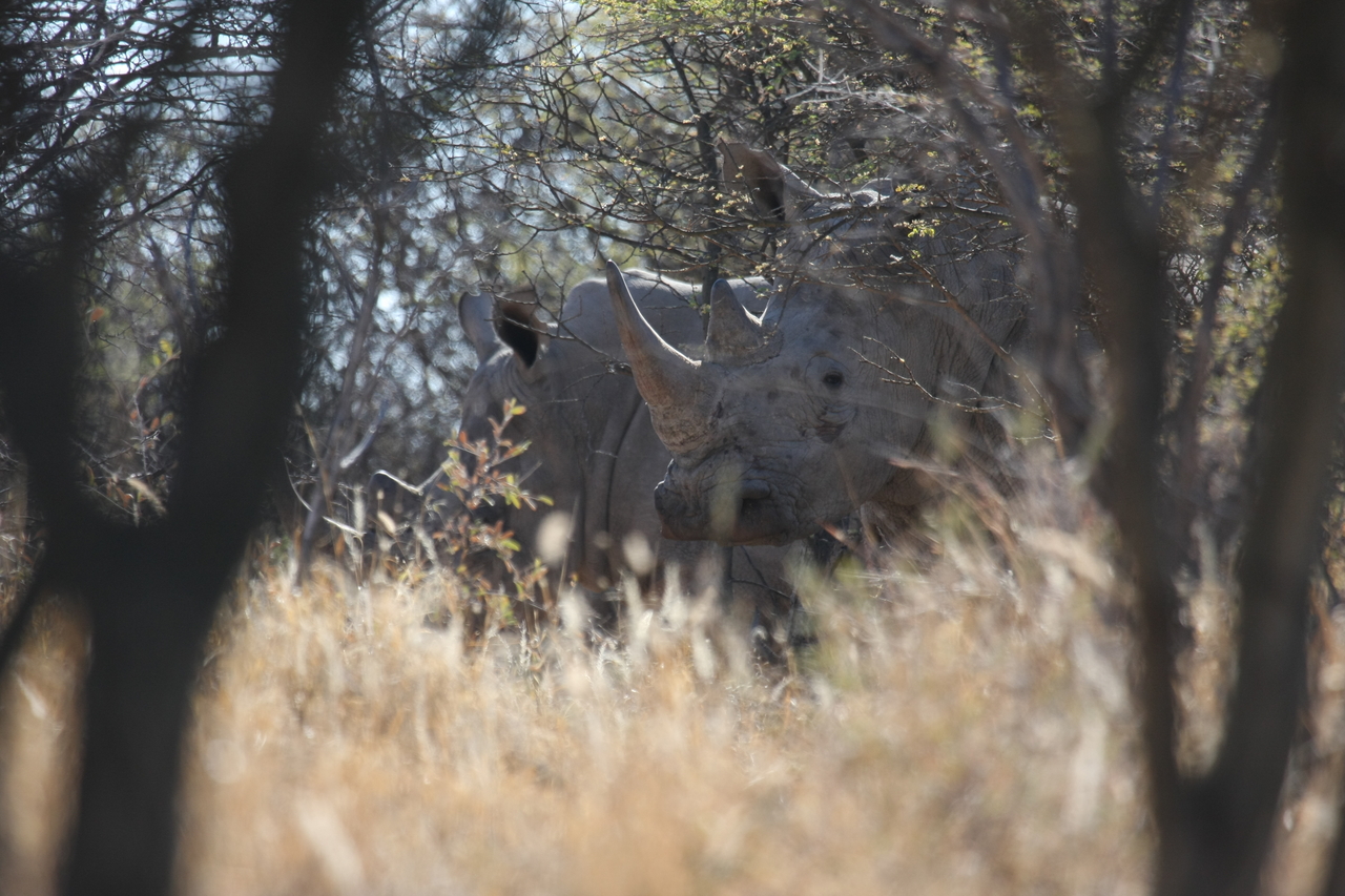 [4598] 2016_06_23_04_16_59_Africa_Canon_EOS_40D_IMG__00009.jpg