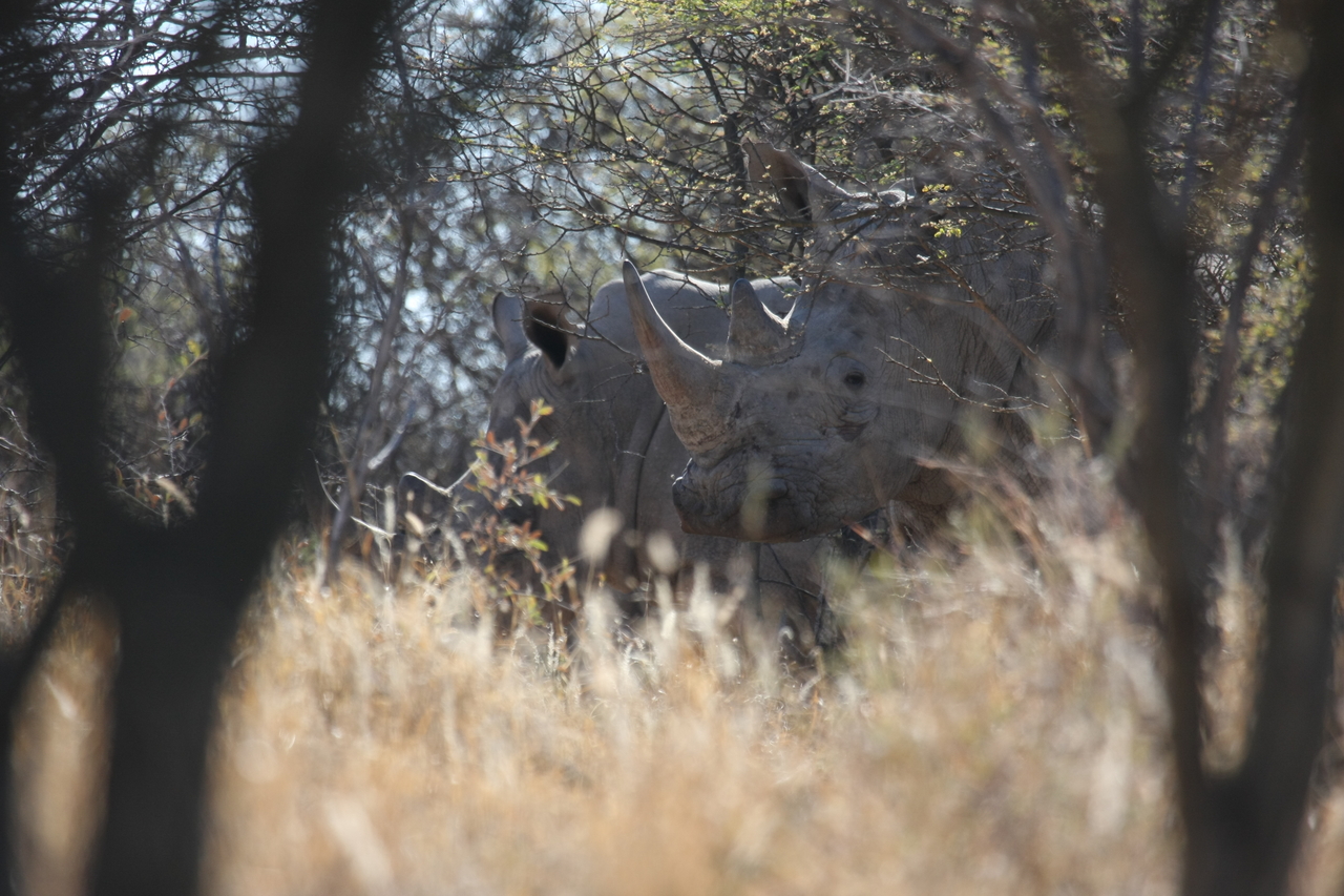 [4603] 2016_06_23_04_16_59_Africa_Canon_EOS_40D_IMG__08289.jpg