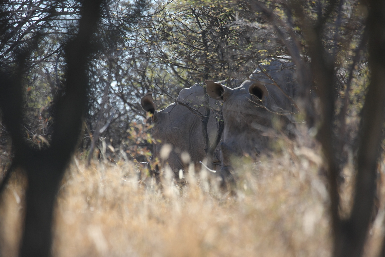 [4614] 2016_06_23_04_17_05_Africa_Canon_EOS_40D_IMG__08294.jpg