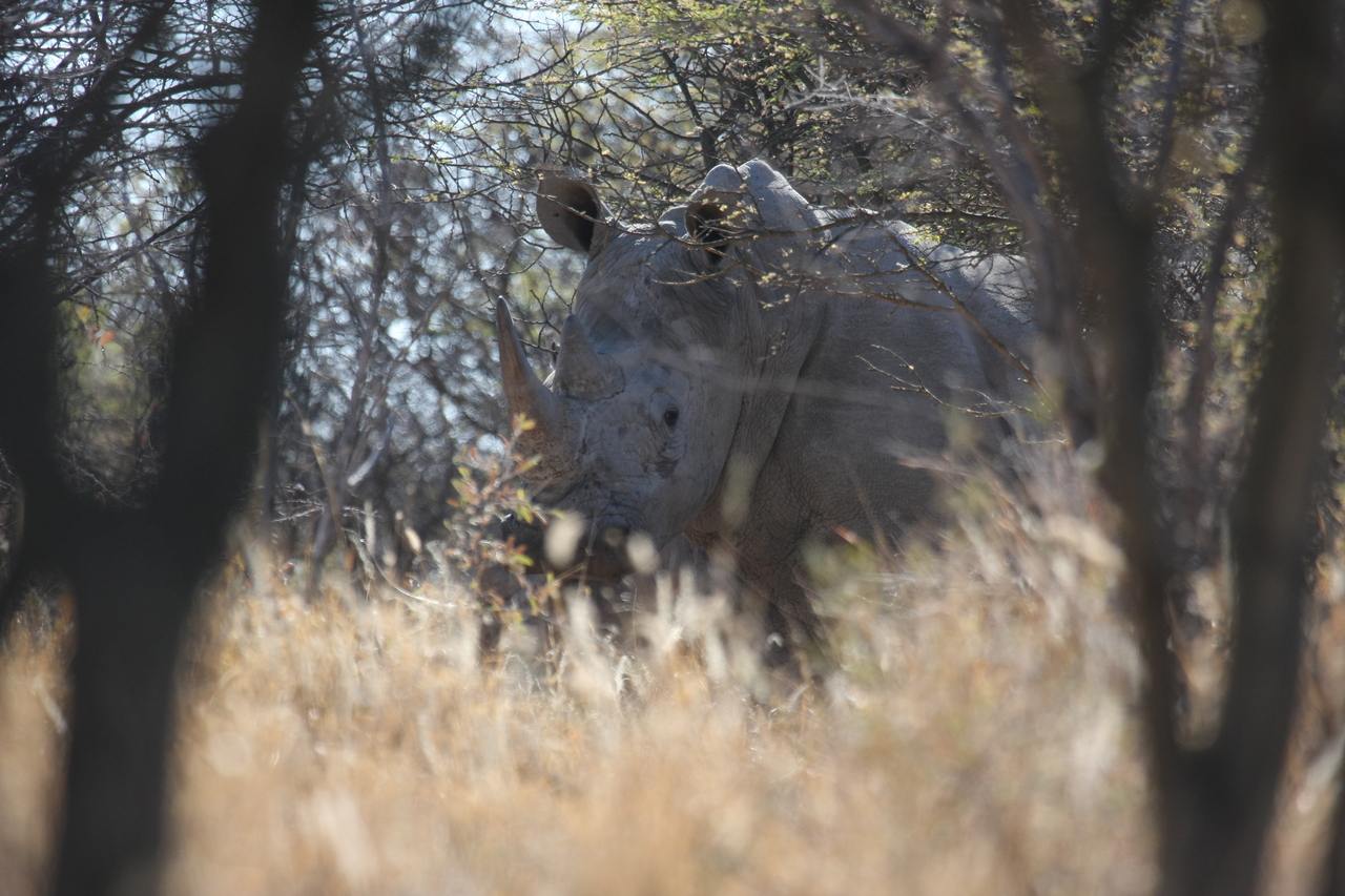 [4657] 2016_06_23_04_17_49_Africa_Canon_EOS_40D_IMG__00024.jpg