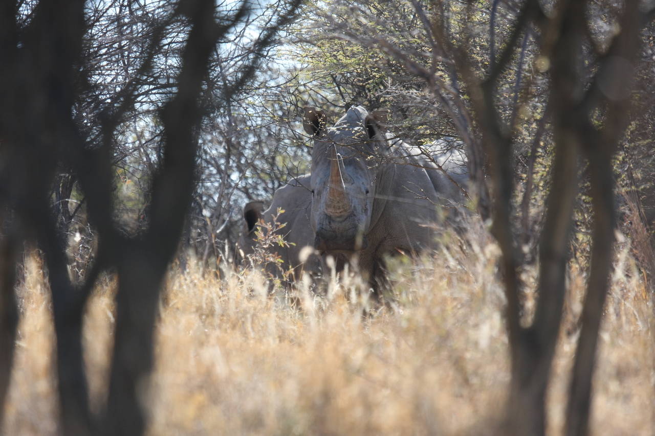 [4695] 2016_06_23_04_18_46_Africa_Canon_EOS_40D_IMG__00036.jpg