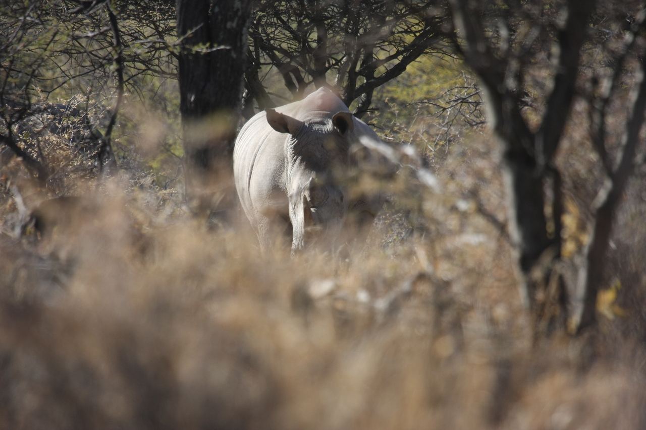 [4762] 2016_06_23_04_23_50_Africa_Canon_EOS_40D_IMG__00051.jpg