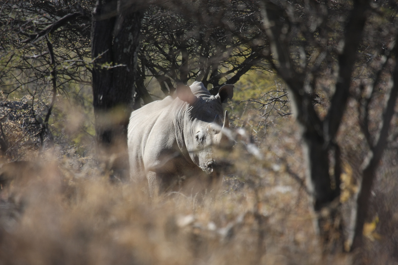 [4772] 2016_06_23_04_23_53_Africa_Canon_EOS_40D_IMG__00055.jpg