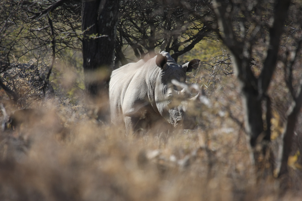 [4787] 2016_06_23_04_23_59_Africa_Canon_EOS_40D_IMG__00060.jpg