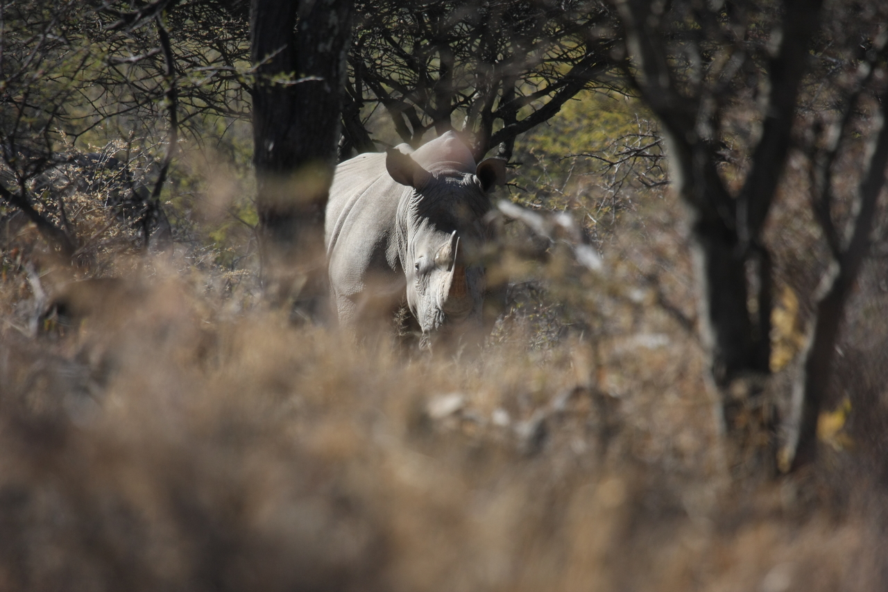 [4809] 2016_06_23_04_24_15_Africa_Canon_EOS_40D_IMG__00068.jpg