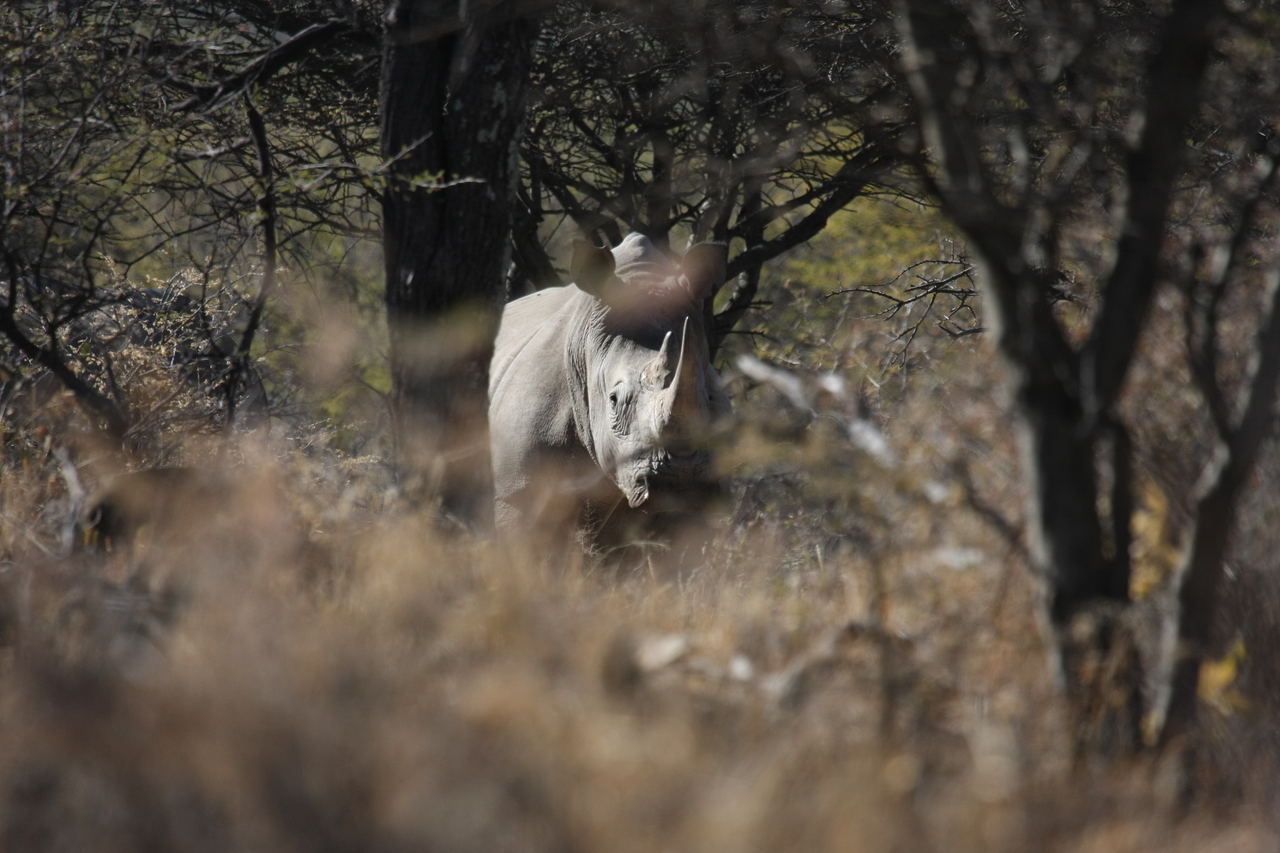 [4820] 2016_06_23_04_24_17_Africa_Canon_EOS_40D_IMG__08350.jpg