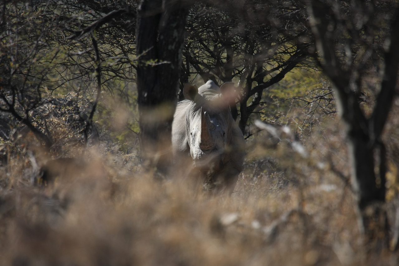 [4835] 2016_06_23_04_24_30_Africa_Canon_EOS_40D_IMG__08355.jpg