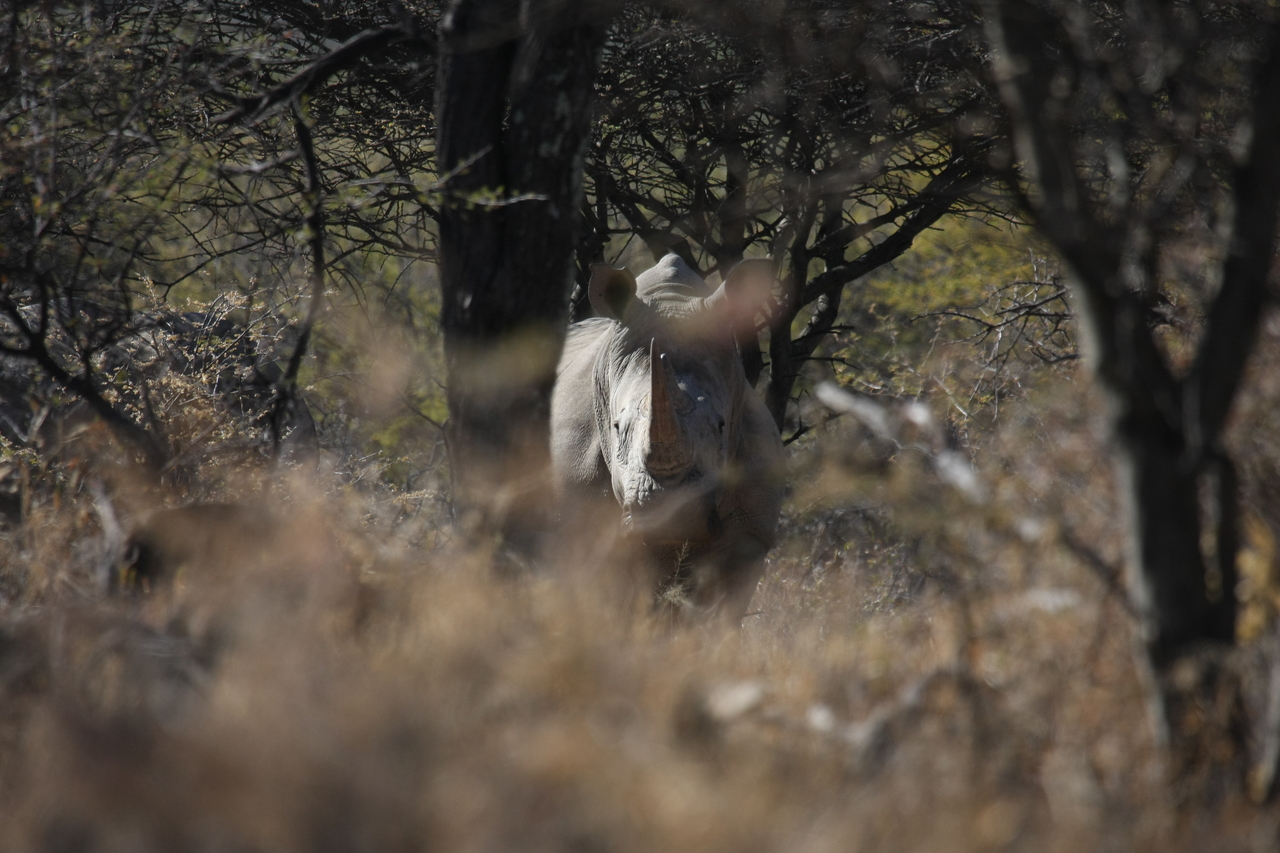 [4836] 2016_06_23_04_24_30_Africa_Canon_EOS_40D_IMG__08356.jpg