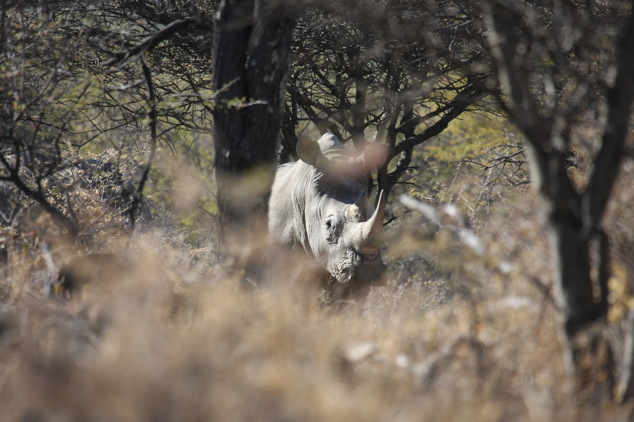 [4848] 2016_06_23_04_24_36_Africa_Canon_EOS_40D_IMG__08360.jpg