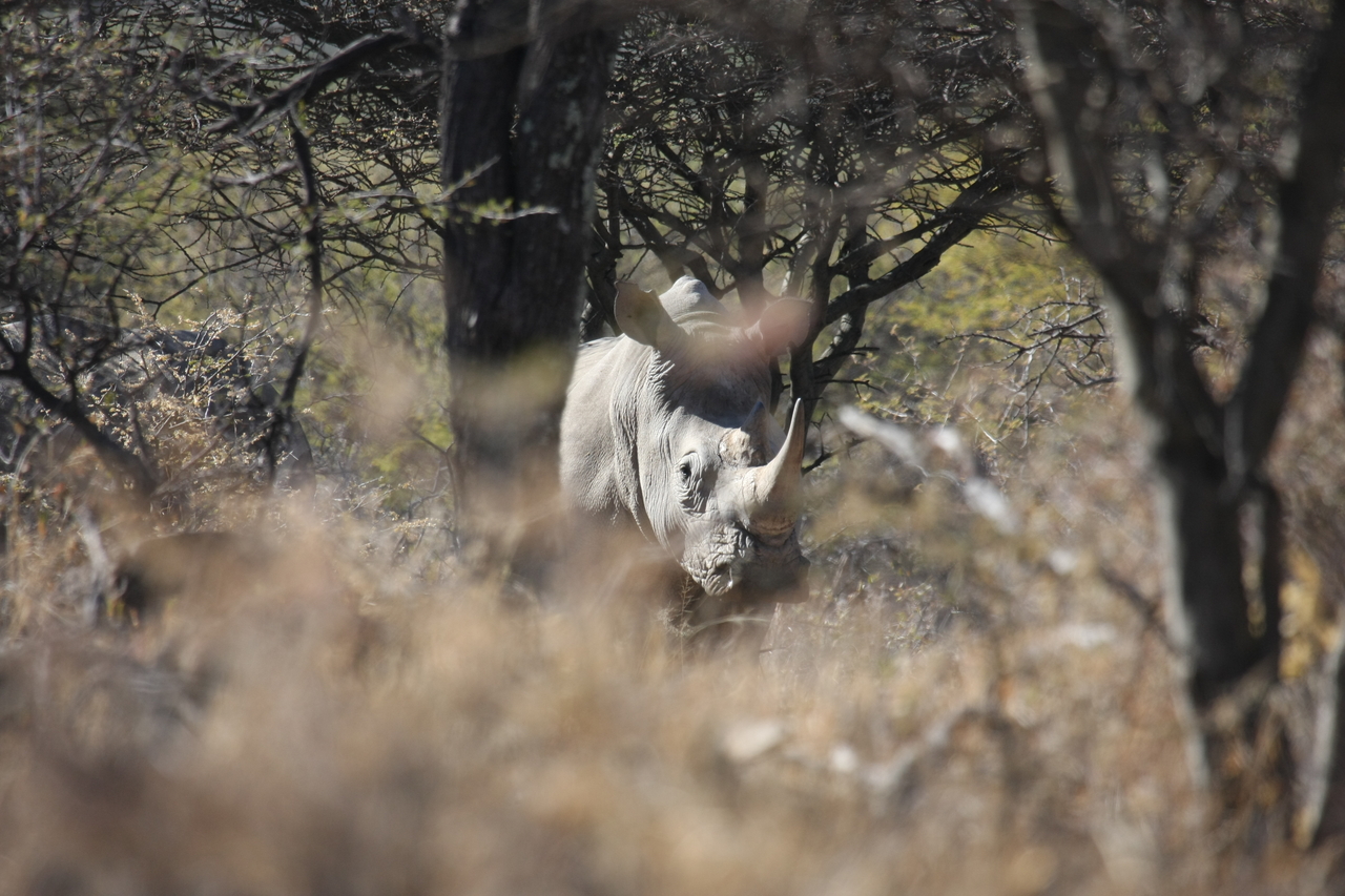 [4849] 2016_06_23_04_24_37_Africa_Canon_EOS_40D_IMG__00080.jpg