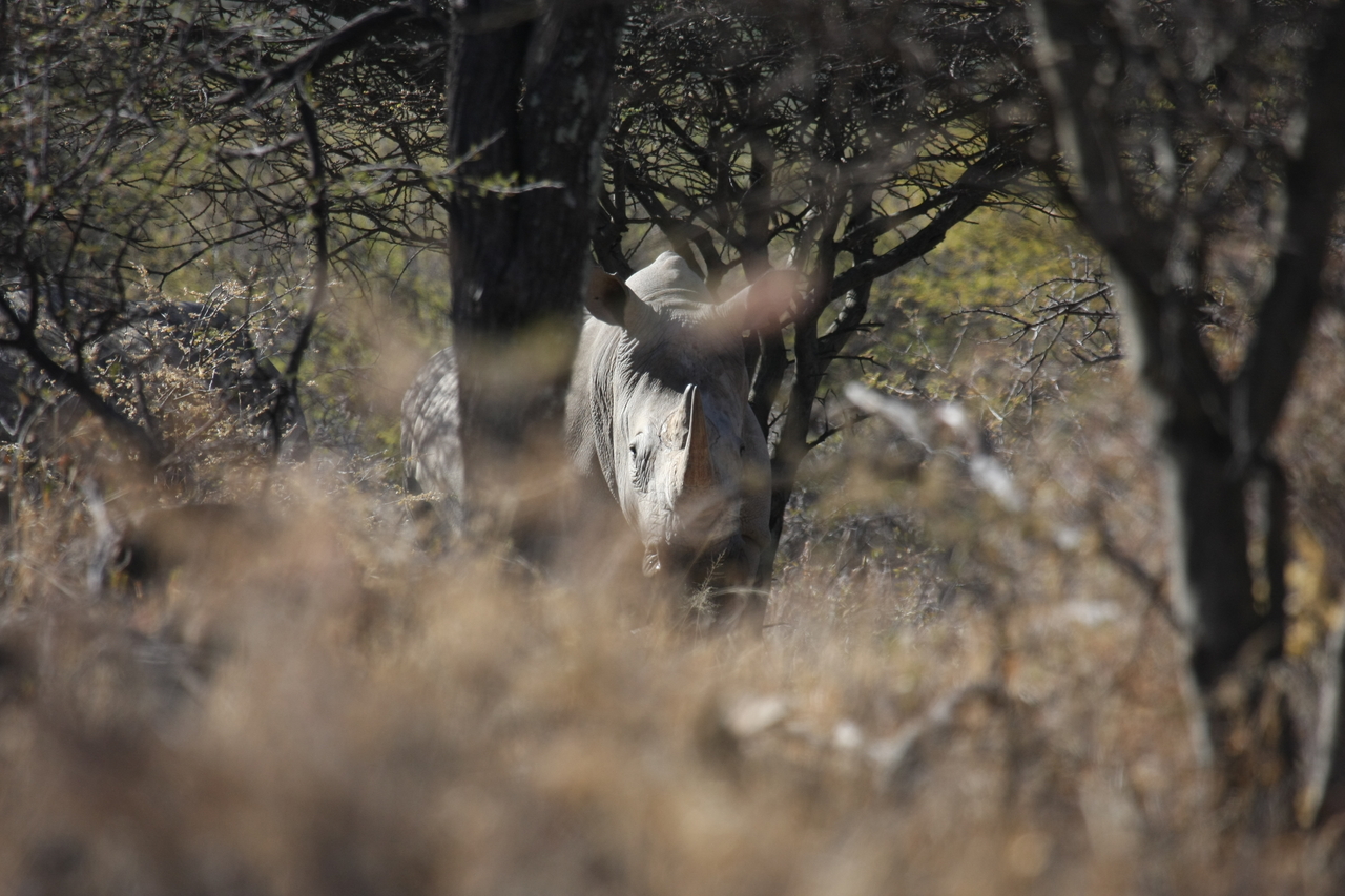 [4871] 2016_06_23_04_24_53_Africa_Canon_EOS_40D_IMG__00086.jpg