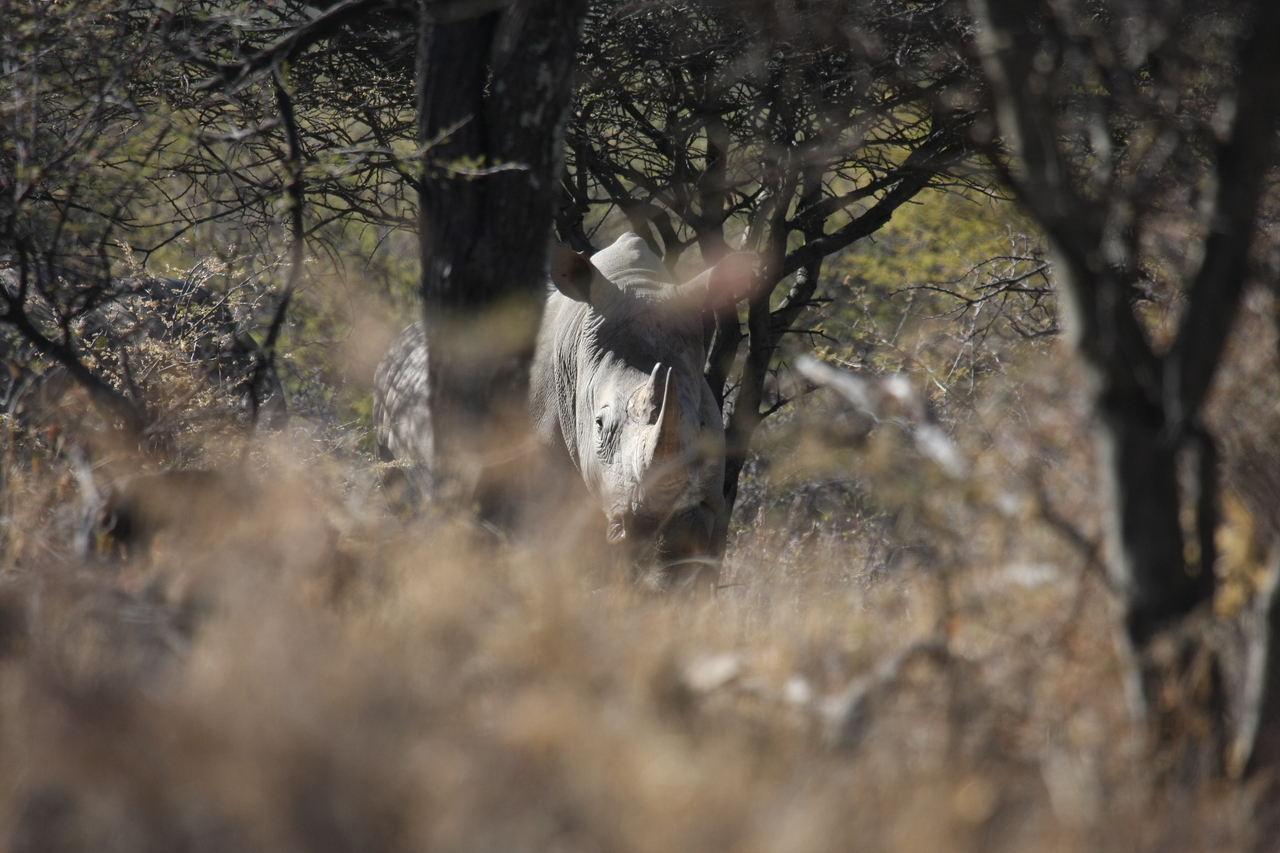 [4875] 2016_06_23_04_24_54_Africa_Canon_EOS_40D_IMG__00088.jpg