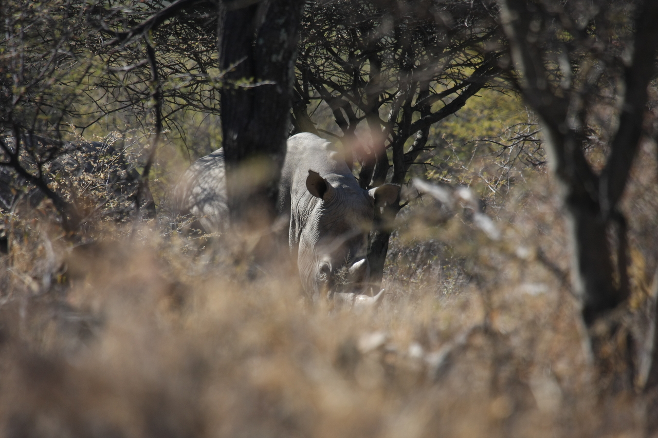 [4895] 2016_06_23_04_25_18_Africa_Canon_EOS_40D_IMG__08373.jpg