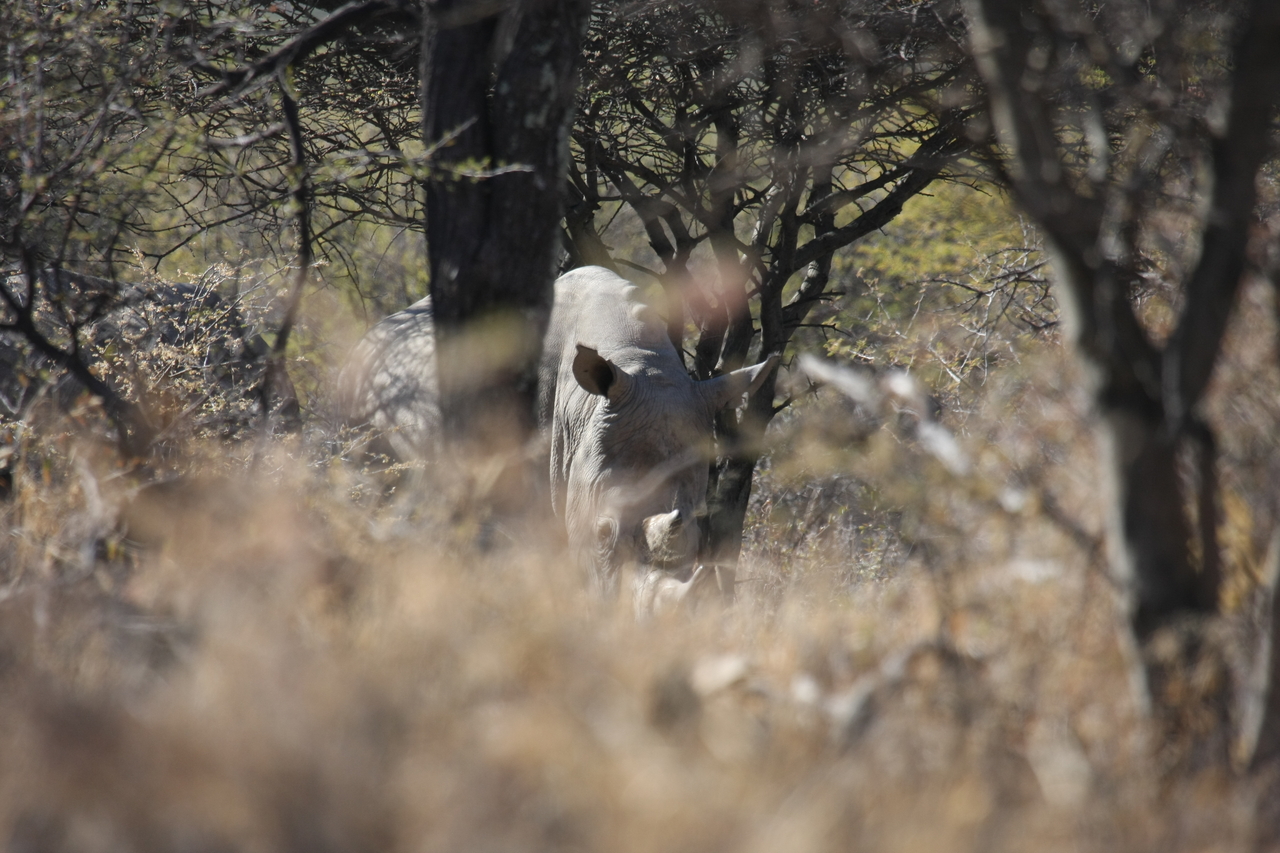 [4896] 2016_06_23_04_25_22_Africa_Canon_EOS_40D_IMG__00093.jpg