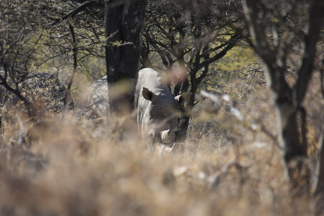 [4901] 2016_06_23_04_25_22_Africa_Canon_EOS_40D_IMG__08375.jpg