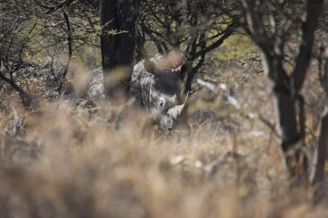 [4919] 2016_06_23_04_26_16_Africa_Canon_EOS_40D_IMG__00102.jpg