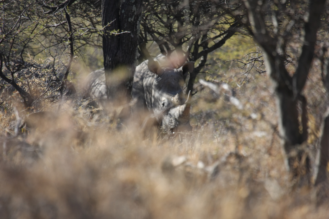 [4920] 2016_06_23_04_26_16_Africa_Canon_EOS_40D_IMG__00934.jpg