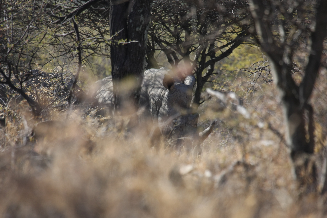[4926] 2016_06_23_04_26_23_Africa_Canon_EOS_40D_IMG__00103.jpg