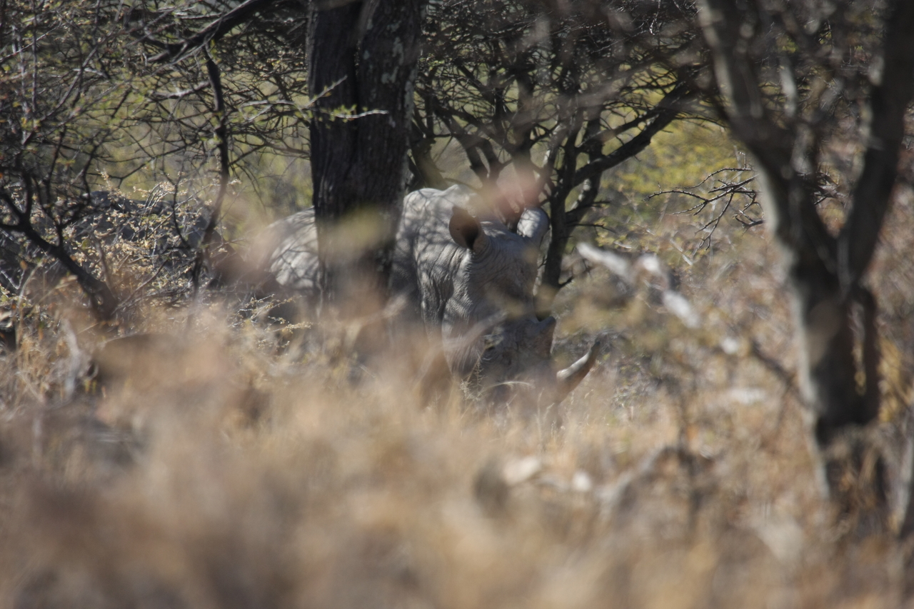 [4929] 2016_06_23_04_26_23_Africa_Canon_EOS_40D_IMG__00938.jpg