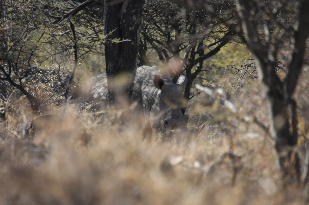 [4932] 2016_06_23_04_26_24_Africa_Canon_EOS_40D_IMG__00105.jpg
