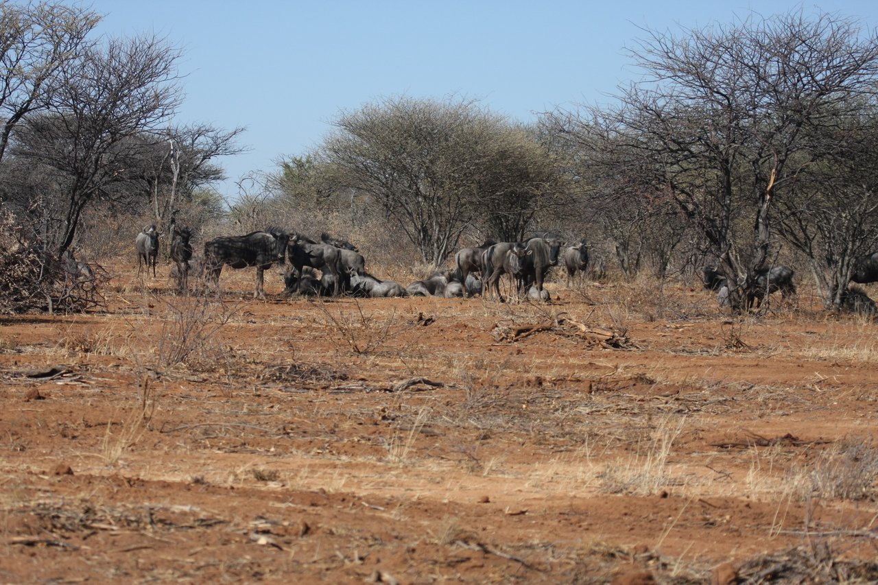 [4977] 2016_06_23_04_51_44_Africa_Canon_EOS_40D_IMG__00948.jpg