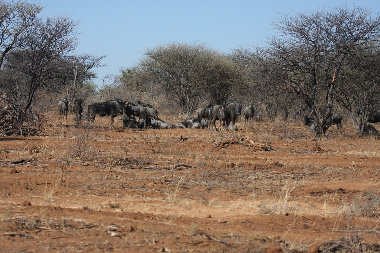 [4980] 2016_06_23_04_51_44_Africa_Canon_EOS_40D_IMG__08396.jpg