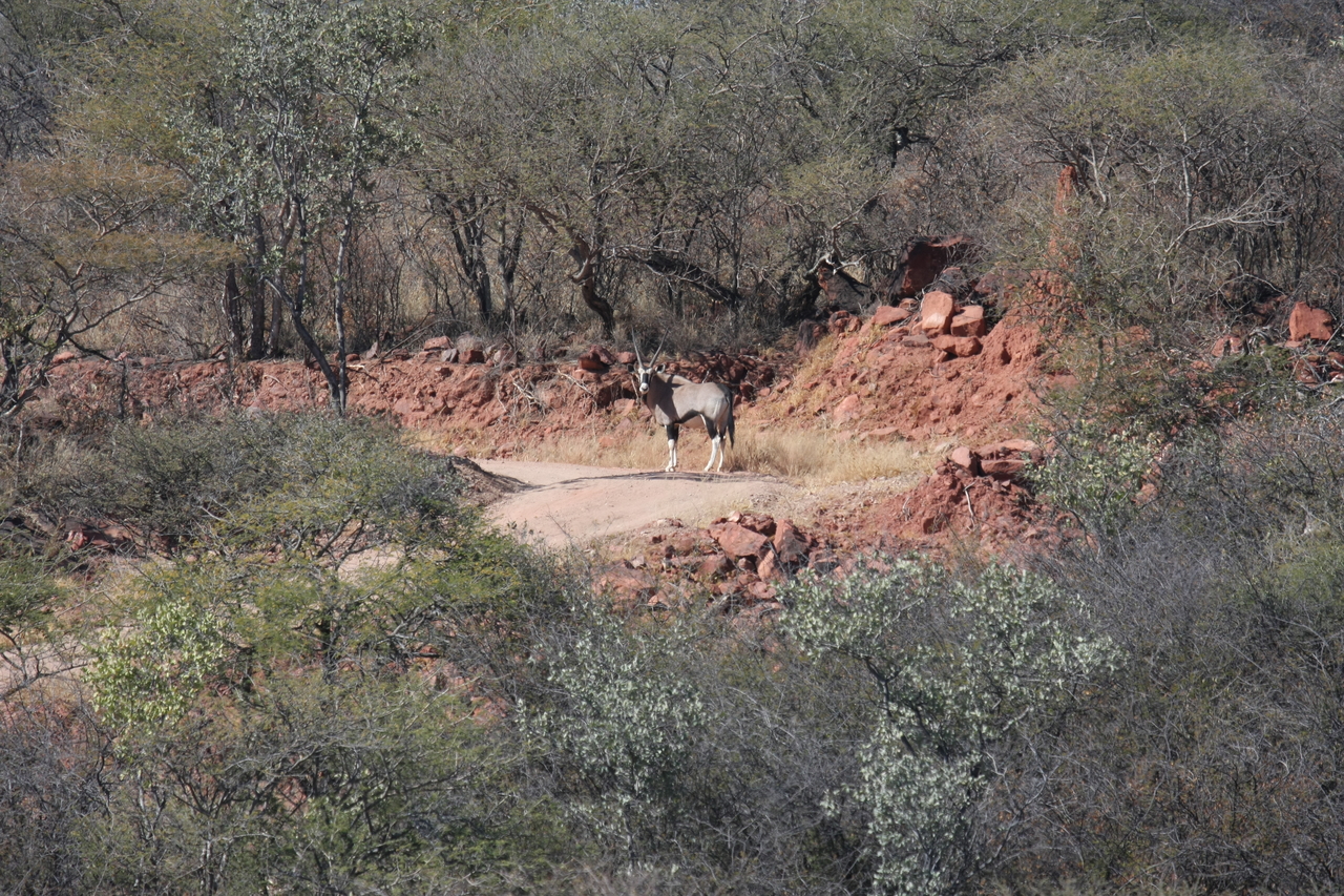 [5022] 2016_06_23_05_23_35_Africa_Canon_EOS_40D_IMG__08402.jpg