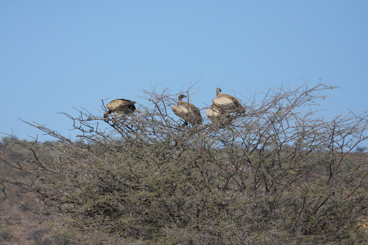 [5378] 2016_06_23_09_58_40_Africa_Canon_EOS_40D_IMG__08408.jpg