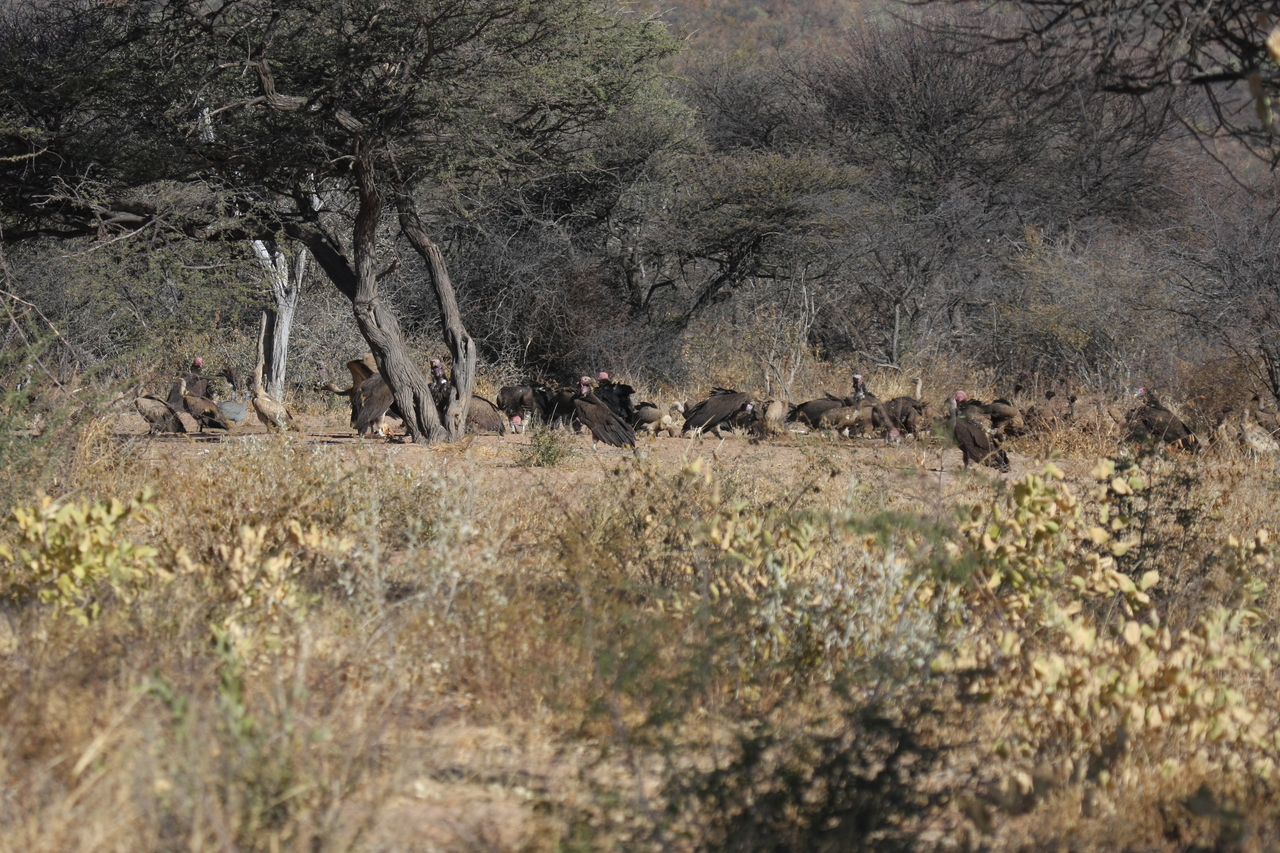 [5396] 2016_06_23_09_59_02_Africa_Canon_EOS_40D_IMG__00133.jpg