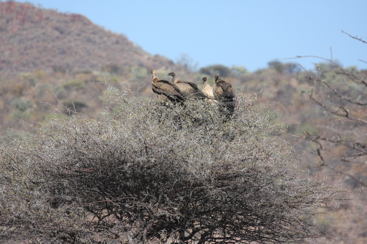 [5406] 2016_06_23_09_59_28_Africa_Canon_EOS_40D_IMG__00137.jpg