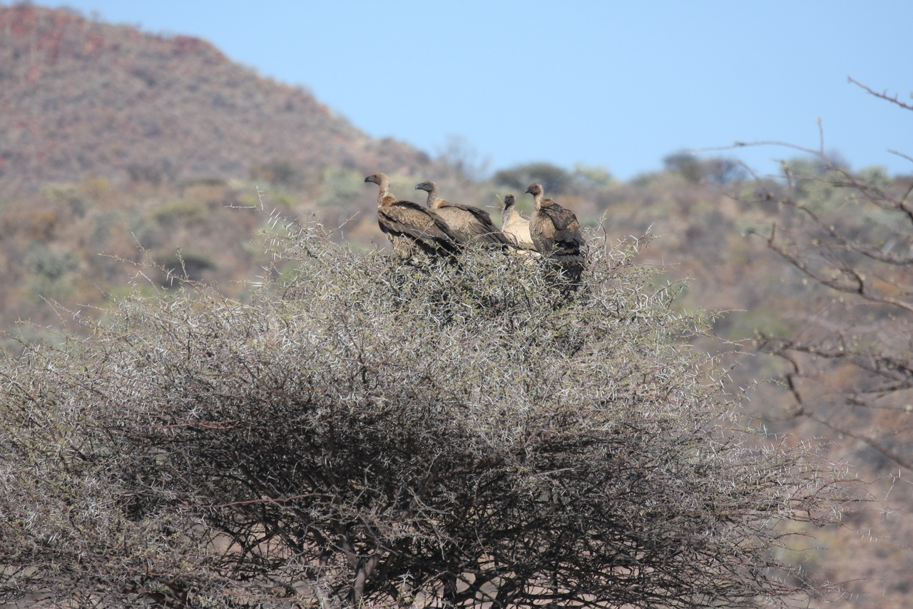 [5407] 2016_06_23_09_59_28_Africa_Canon_EOS_40D_IMG__00970.jpg