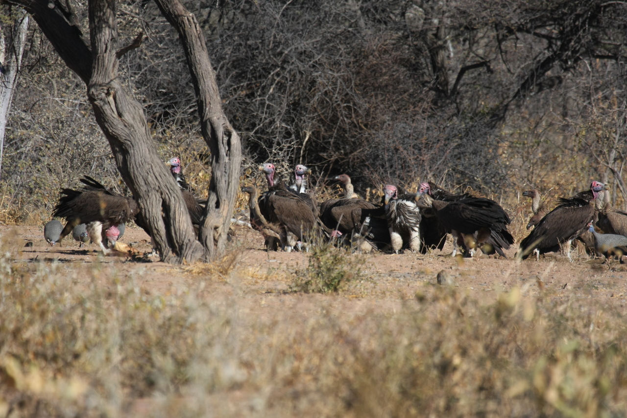 [5417] 2016_06_23_09_59_59_Africa_Canon_EOS_40D_IMG__00140.jpg