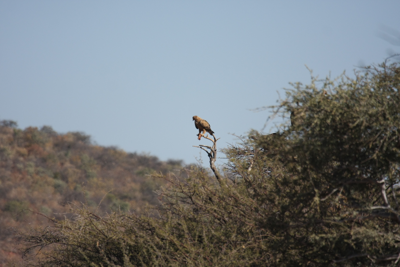 [5437] 2016_06_23_10_01_29_Africa_Canon_EOS_40D_IMG__08427.jpg
