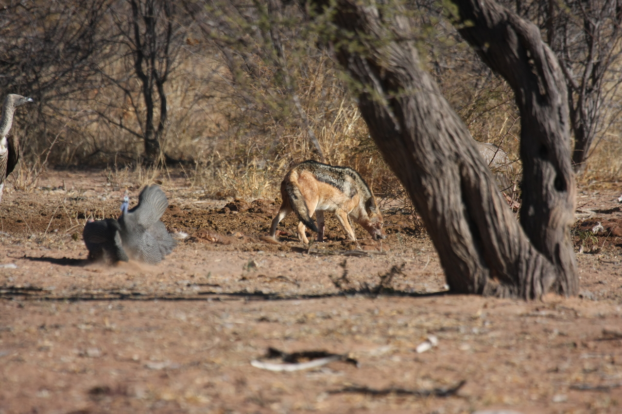 [5466] 2016_06_23_10_03_42_Africa_Canon_EOS_40D_IMG__00990.jpg