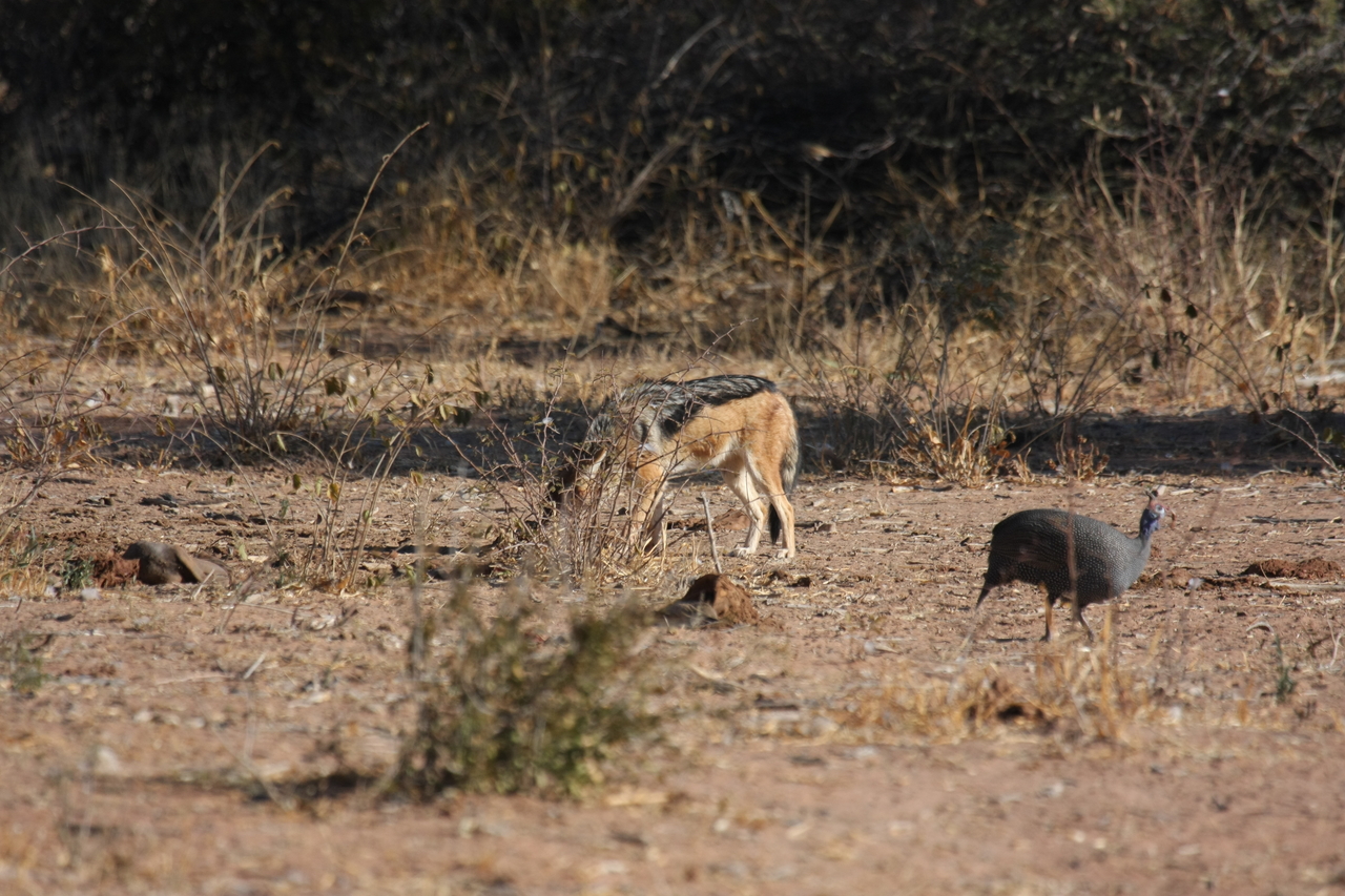 [5479] 2016_06_23_10_04_11_Africa_Canon_EOS_40D_IMG__00162.jpg