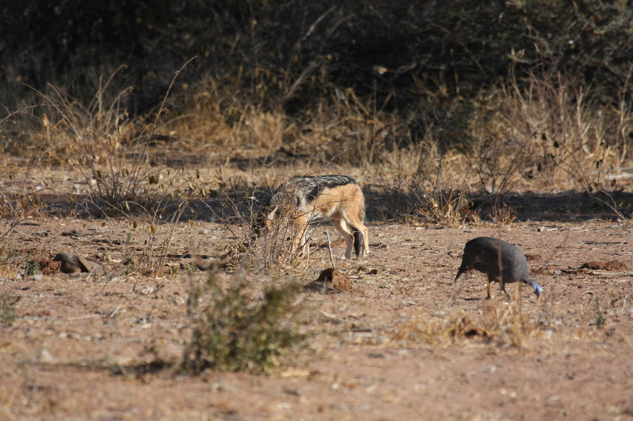 [5481] 2016_06_23_10_04_11_Africa_Canon_EOS_40D_IMG__00995.jpg