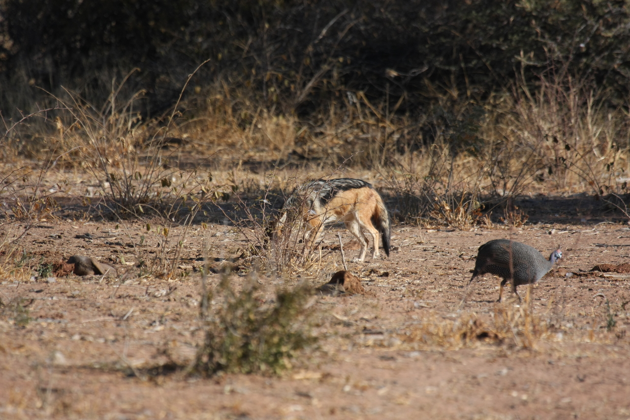 [5487] 2016_06_23_10_04_12_Africa_Canon_EOS_40D_IMG__00997.jpg