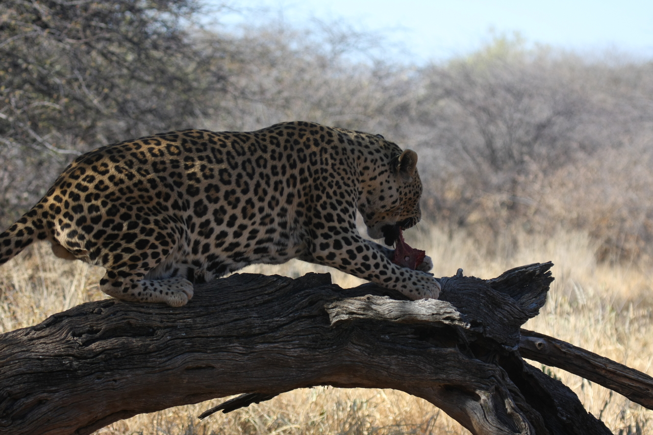 [5526] 2016_06_23_10_16_27_Africa_Canon_EOS_40D_IMG__08454.jpg