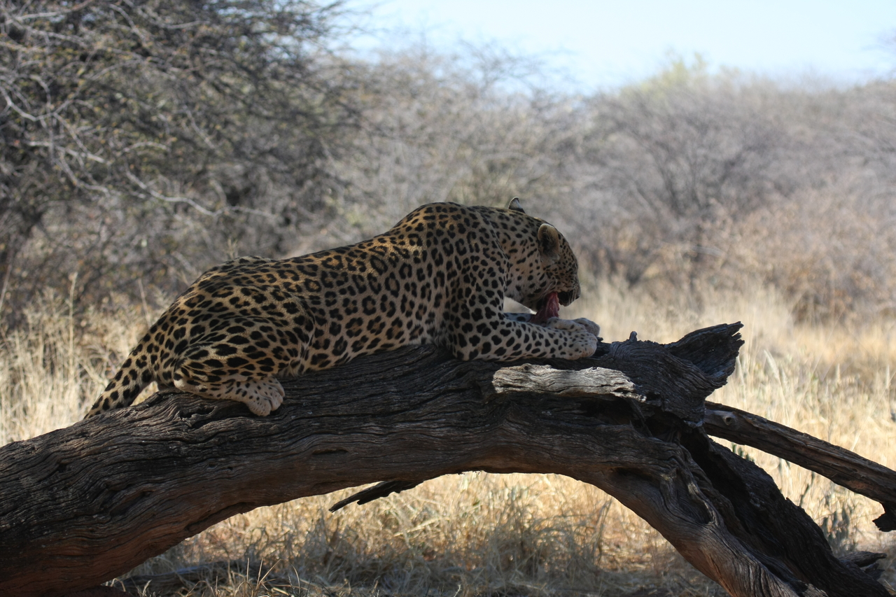 [5553] 2016_06_23_10_16_52_Africa_Canon_EOS_40D_IMG__08459.jpg