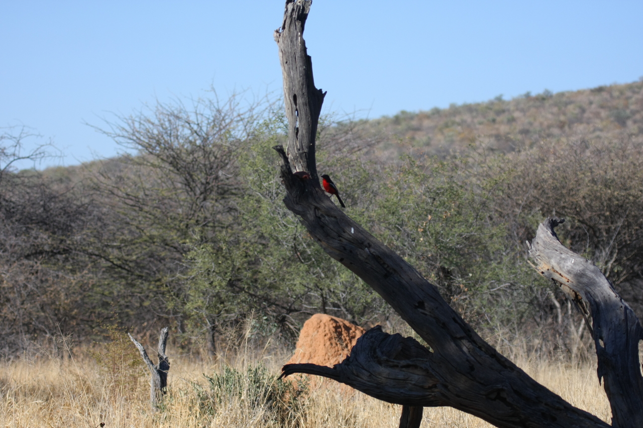 [5582] 2016_06_23_10_17_57_Africa_Canon_EOS_40D_IMG__00187.jpg