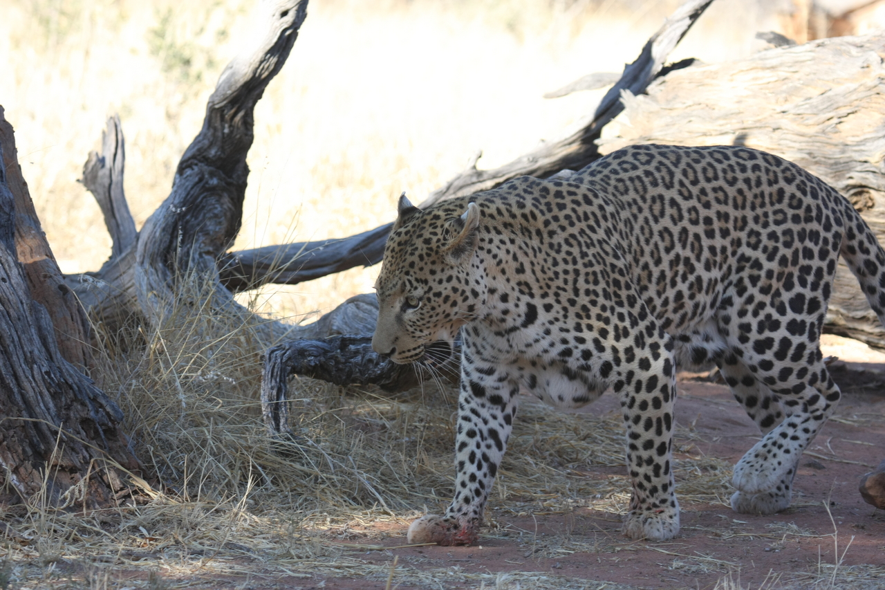 [5672] 2016_06_23_10_25_15_Africa_Canon_EOS_40D_IMG__00213.jpg
