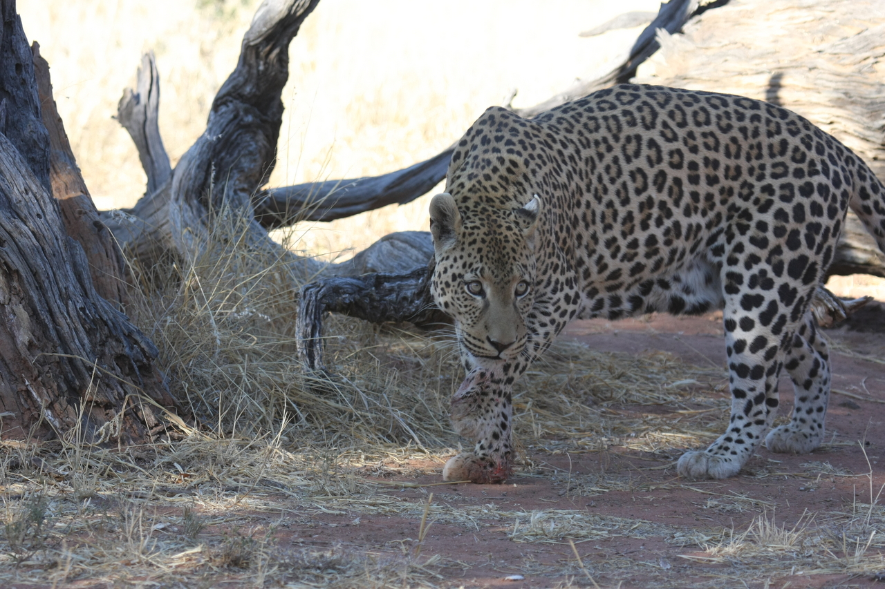 [5689] 2016_06_23_10_25_18_Africa_Canon_EOS_40D_IMG__08499.jpg