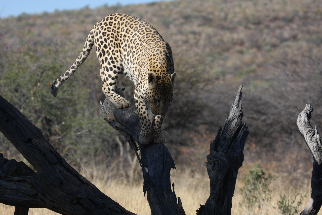 [5726] 2016_06_23_10_25_46_Africa_Canon_EOS_40D_IMG__00231.jpg