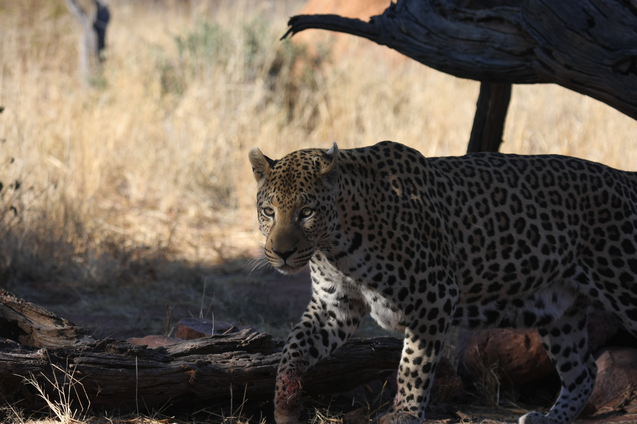 [5757] 2016_06_23_10_26_03_Africa_Canon_EOS_40D_IMG__01075.jpg