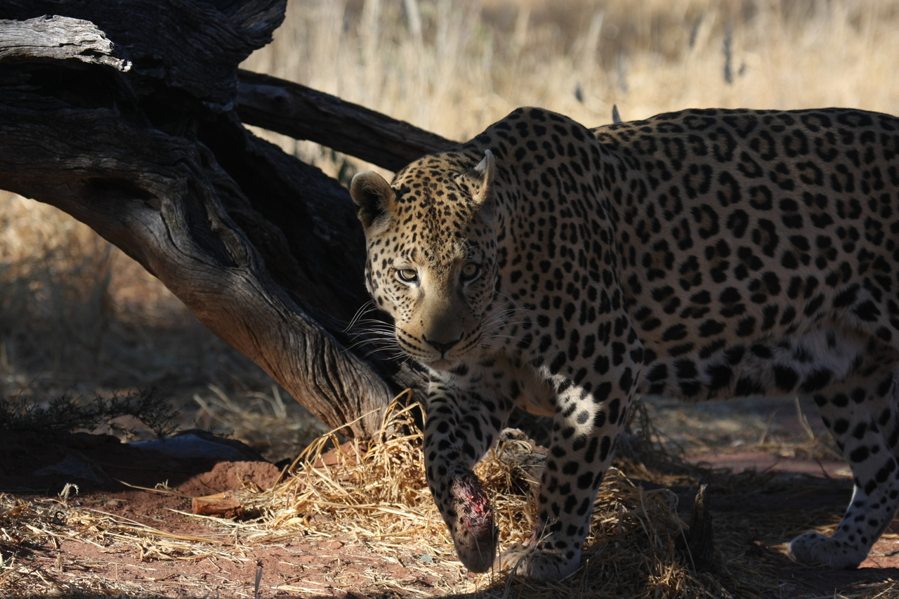 [5777] 2016_06_23_10_26_10_Africa_Canon_EOS_40D_IMG__00248.jpg