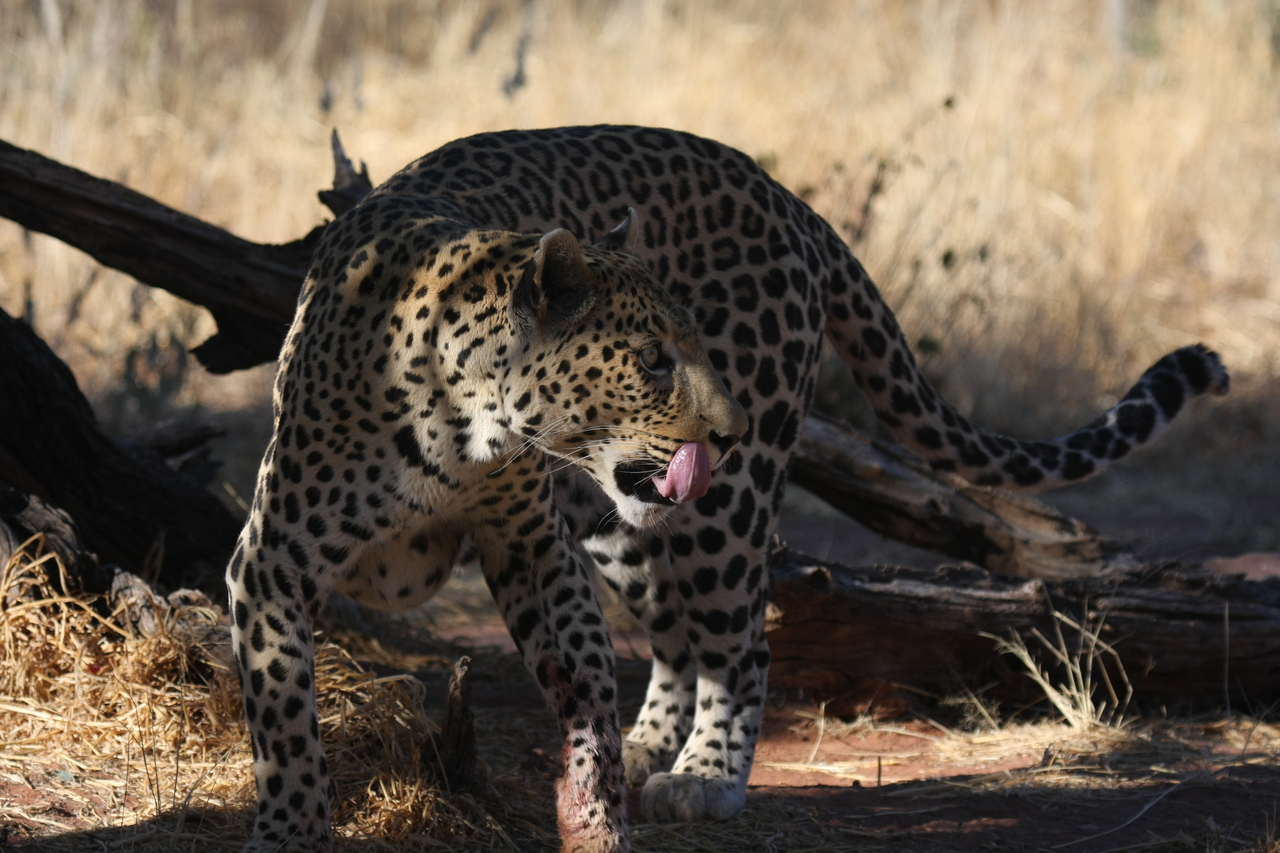 [5782] 2016_06_23_10_26_10_Africa_Canon_EOS_40D_IMG__01084.jpg